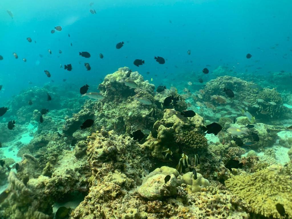Beach Star Maldives Hangnaameedhoo Eksteriør bilde