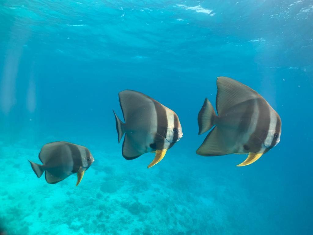Beach Star Maldives Hangnaameedhoo Eksteriør bilde