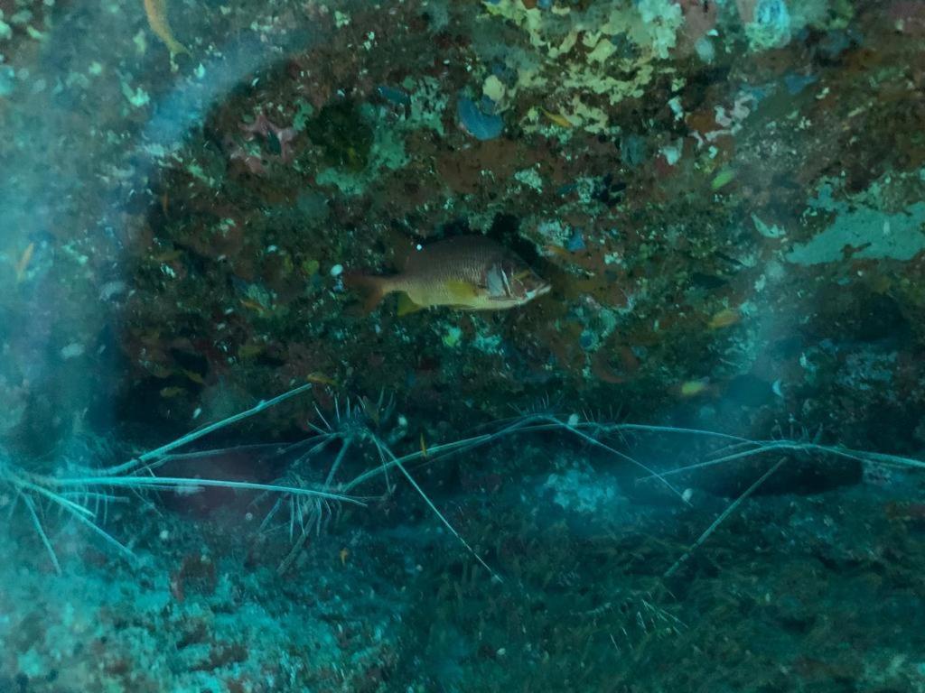 Beach Star Maldives Hangnaameedhoo Eksteriør bilde